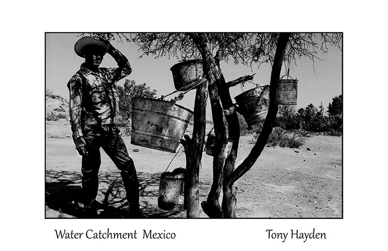 Mexican Water Tree