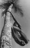 Palm tree