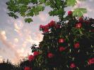 Rhodies