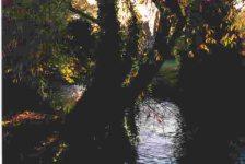 Willow on Canal