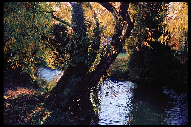 Willow on Canal
