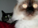 Phoebe George Cat