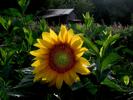 Sunflower and Sheep Shed